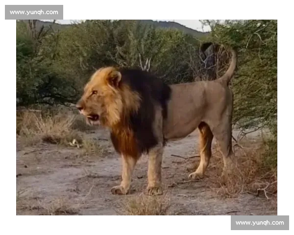 南非雄狮碾压野蛮人队，友谊赛狂揽 35 分创纪录